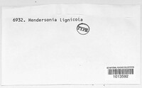 Hendersonia lignicola image